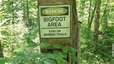 Top States For Bigfoot Sightings Revealed Iheartradio Coast To