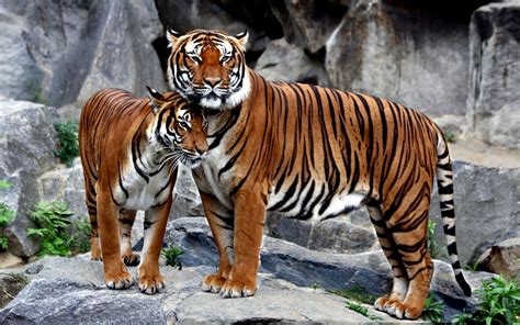 Awesome Royal Filled Hd Tiger Wallpapers Hand Picked Stugon