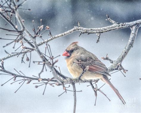 Winter Scene Female Cardinal Photograph By Kerri Farley