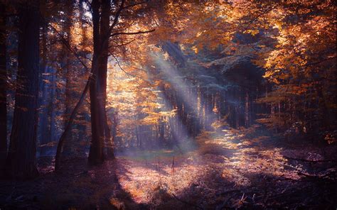 Nature Landscape Forest Sun Rays Colorful Mist Fall Trees