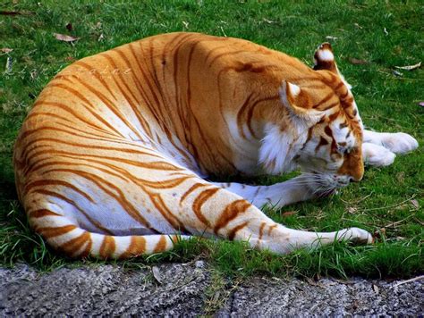 Best Tiger List The Many Colors Of Bengals ~ The Nature Animals