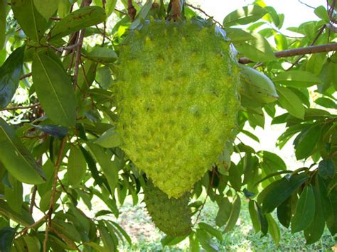 There's no research studies conducted yet that this food can contribute in preventing a. Fighting Back!: Graviola
