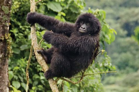 Majority of primate species may vanish in next 25 to 50 years | New ...