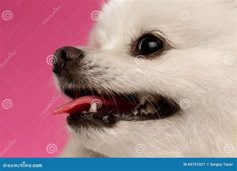 Closeup Portrait Of White Spitz Dog On Colored Background Stock Image