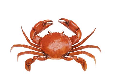 Baby Crab Png Transparent Baby Crabpng Images Pluspng