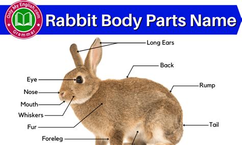 Rabbit Body Parts Name With Diagram