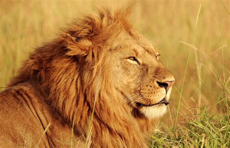 Lion Kenya Humboldt Travel