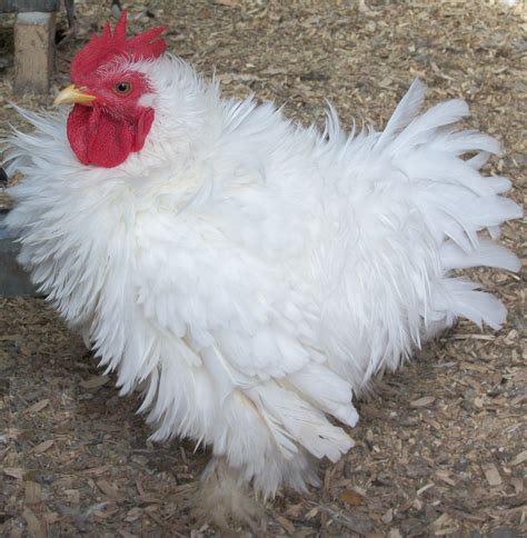 Rare And Fancy Chickens Triple Spring Acres Fancy Chickens