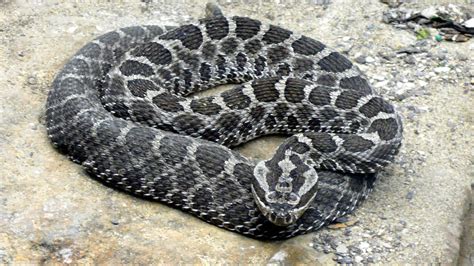 These 17 Snakes Can Be Found In Michigan