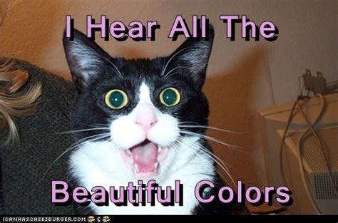 I Hear All The Beautiful Colors Lolcats Lol Cat Memes Funny Cats Funny Cat Pictures