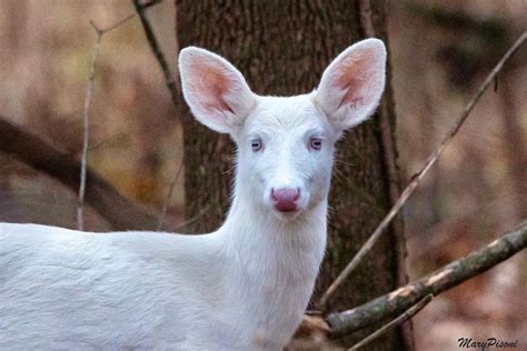 Albino Deer Spotted In Arnold Missouri