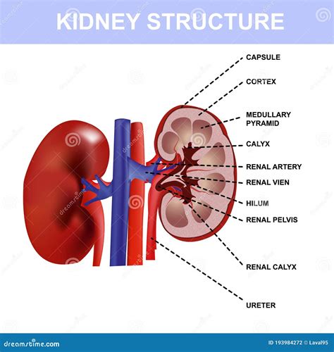 Kidney Colorful Poster Detailed Diagram Cross Section And Urinary