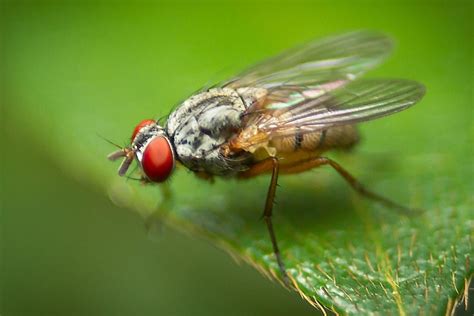 Bactrocera Sp Hama Lalat Buah Pada Tanaman Hortikultura