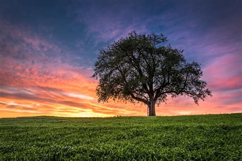 Lonely Tree At Sunset Andreas Wonisch Canvas