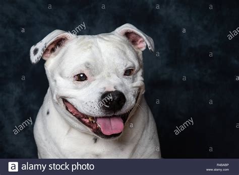 Old Staffordshire Bull Terrier Hi Res Stock Photography And Images Alamy