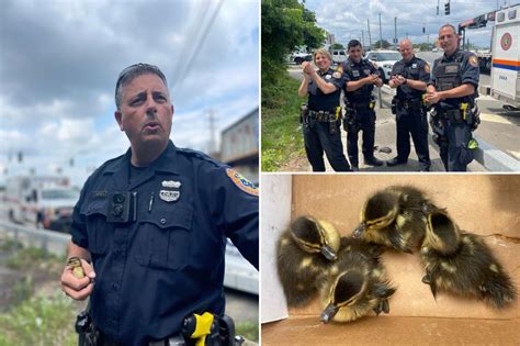 Nassau County Police Rescue Four Ducklings On Long Island Total News