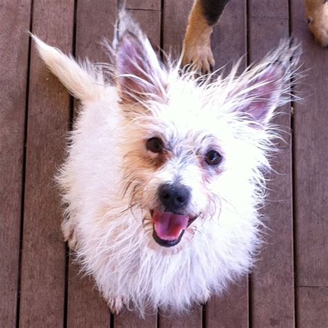 Victoria Small Female West Highland Terrier Mix Dog In Vic Petrescue