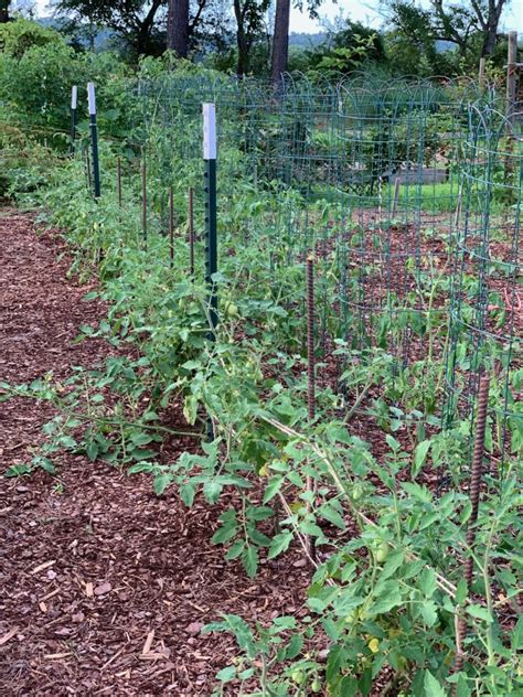 Tomato Trellising Deciding Which Method Is Right For You The