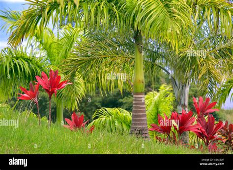 Tropical Plants And Palm Tree Garden Of Eden Botanical Gardens Maui