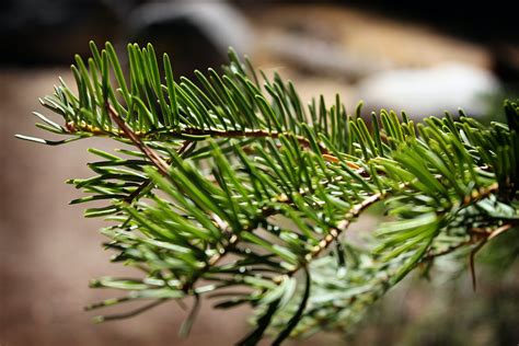 Pine Tree Leaves · Free Stock Photo