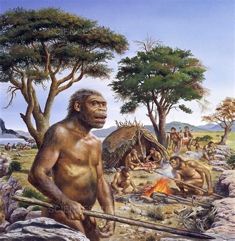 Tribe Of Homo Erectus Stock Image Science Source Images