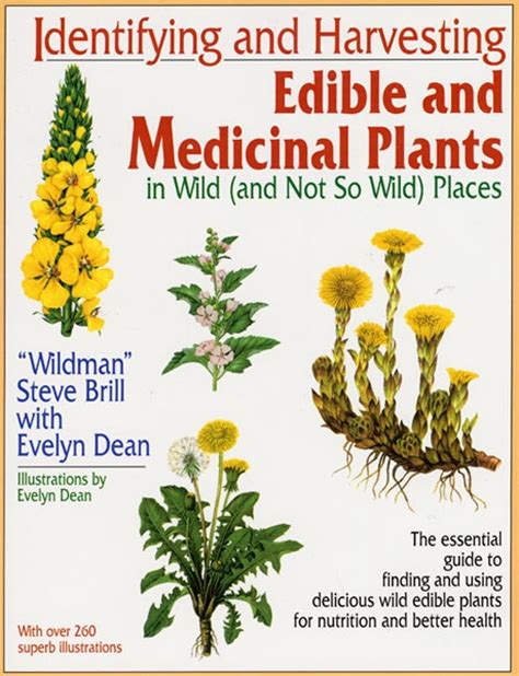 Edible And Medicinal Plants In Your Own Backyard Medicinal Plants