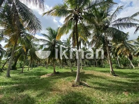 Acres Land In Piumgalla Road Wariyapola H Ikman