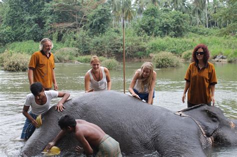 Elephant Volunteer Pinnawala An Amazing Elephant Experience At