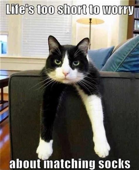 Grasp The Marvelous Cat Memes Cute But Funny Hilarious Pets Pictures