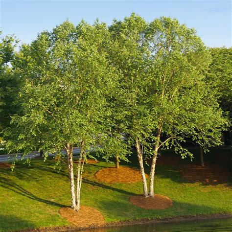 Heritage® River Birch Trees For Sale