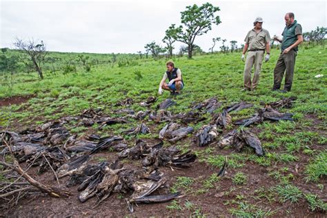 Increased Poaching Causes Surge In African Vulture Deaths Africa