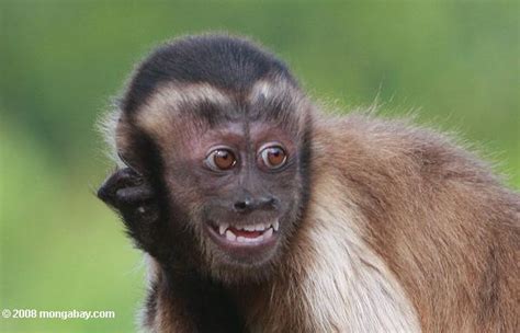 Crazy Eyed Capuchin Monkey