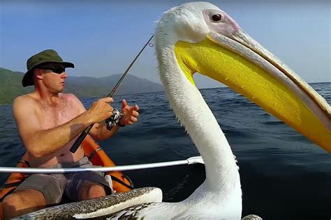 Saying Goodbye To Bigbird The Rescued Pelican Who Was So Much More