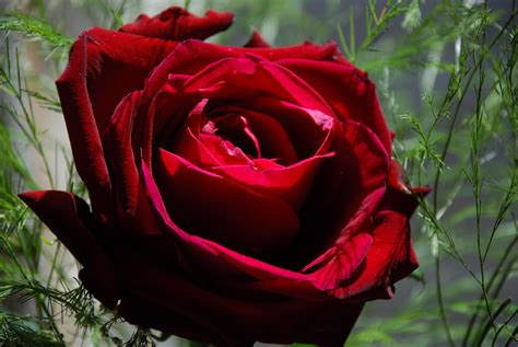 Elegant good morning flowers pic. red roses, best flowers red rose, rose, the beautiful red ...