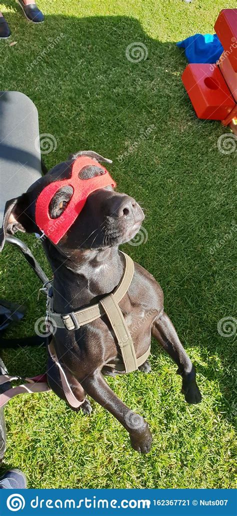 Dog Superhero Mask Black Red Stock Image Image Of Superhero Black