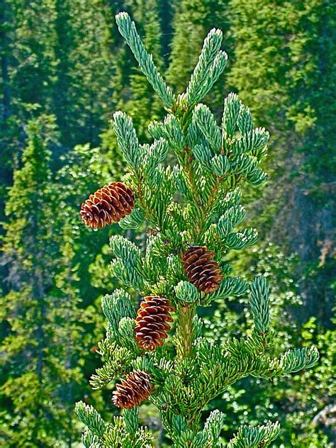 Pine Cones On Spruce Tree In Rancheria Falls Recreation Site Yt