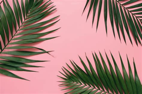 Pink Wallpaper Palm Leaves Carrotapp