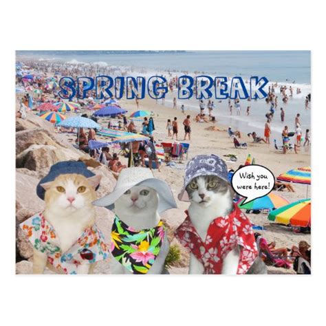 Funny Cats On Spring Break Postcard Zazzle