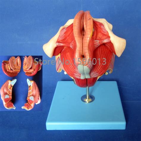 Female Genital Organs Model Anatomy Genital Structure Model In Medical
