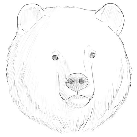 Https://tommynaija.com/draw/how To Draw A Bear Facer