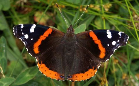 Three steps to save Britain's butterflies