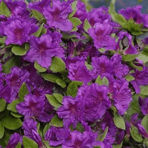 Azalea Evergreen Geisha Purple Ubicaciondepersonascdmxgobmx