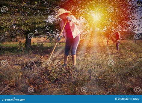 Woman Cleaning The Orchard Stock Image Image Of Leaves 215465377