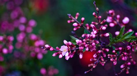 Spring Wallpaper And Screensavers Hd 70 Images Egrafis