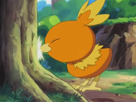 Image May Torchic Peck Png Pokémon Wiki Fandom Powered By Wikia