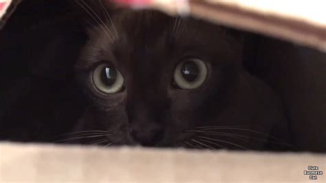Burmese Cat Hides In A Box Cute And Funny Youtube