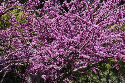 Top Flowering Trees For Texas Early Spring Bloomers For Dallas And