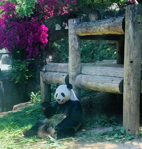 Panda Updates Wednesday April 28 Zoo Atlanta