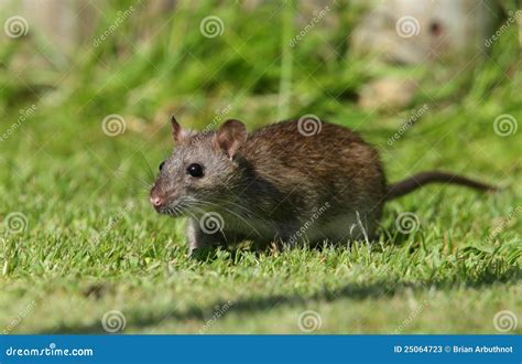 Brown Rat Stock Image Image Of Rodent Vermin Rats 25064723
