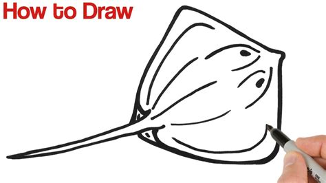 How To Draw Stingray Easy Animals Drawings Youtube